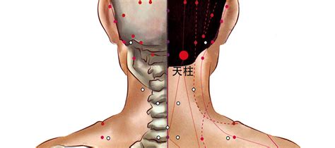 天住穴|天柱穴:主治病徵,治療肩膀肌肉僵硬、酸痛,治療肩膀肌。